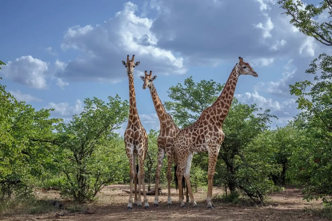 Giraffes in the bush