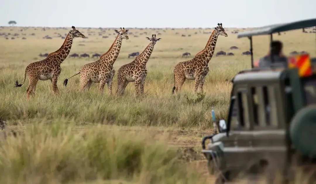 Giraffes on the Serengeti