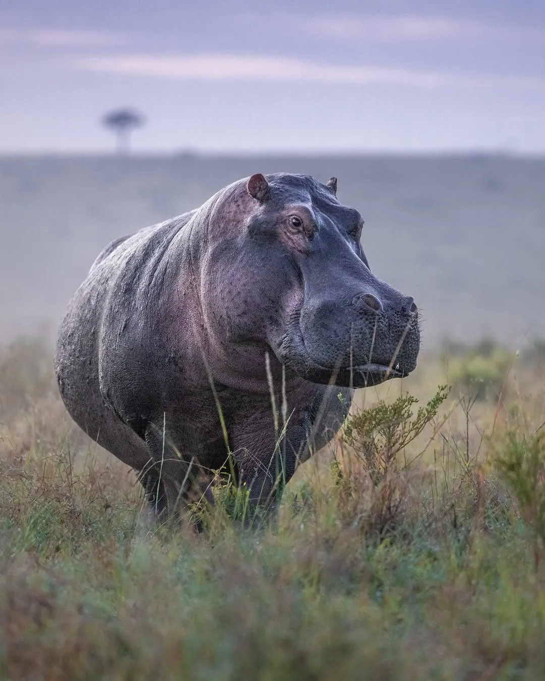 Maasai Mara