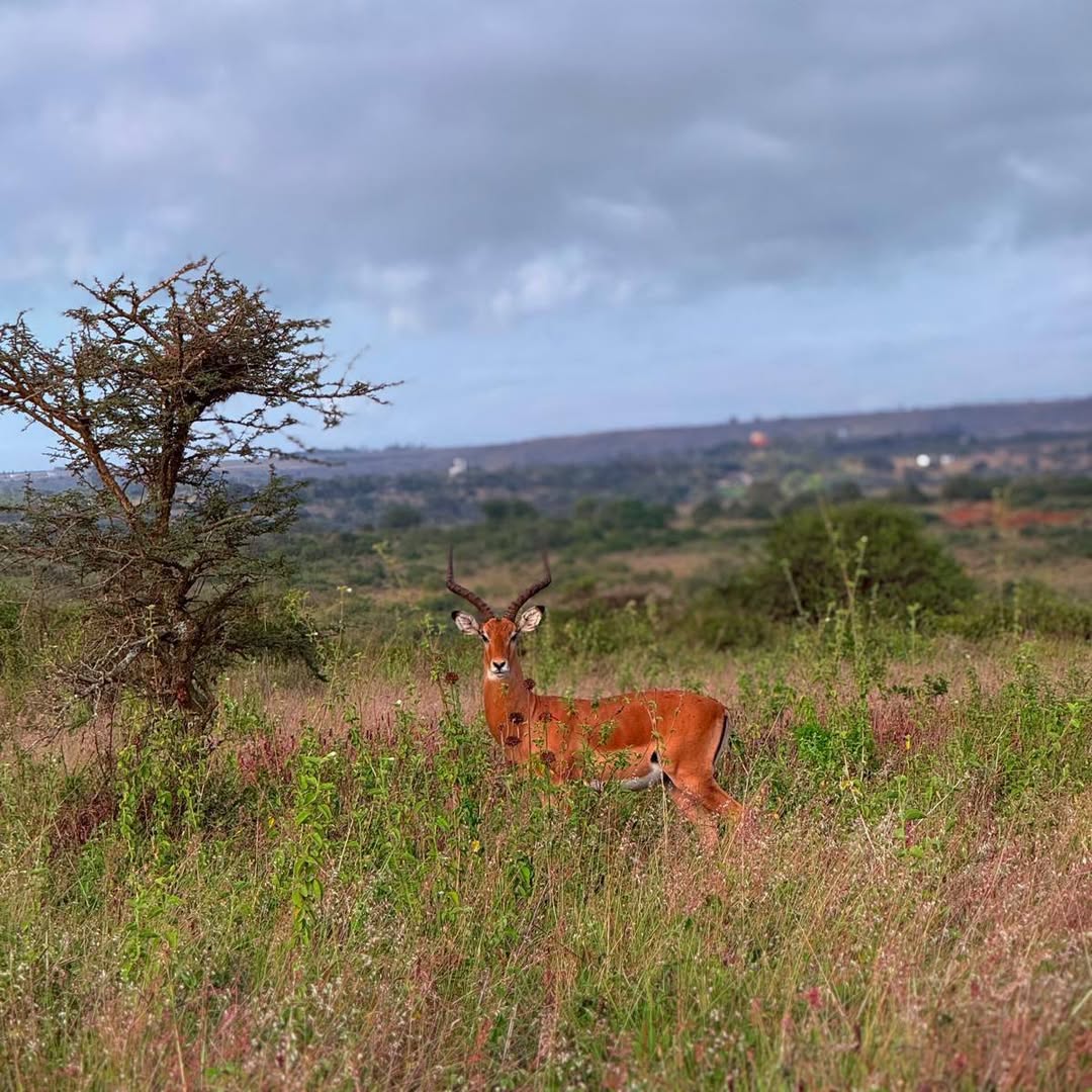 Impala in the wild