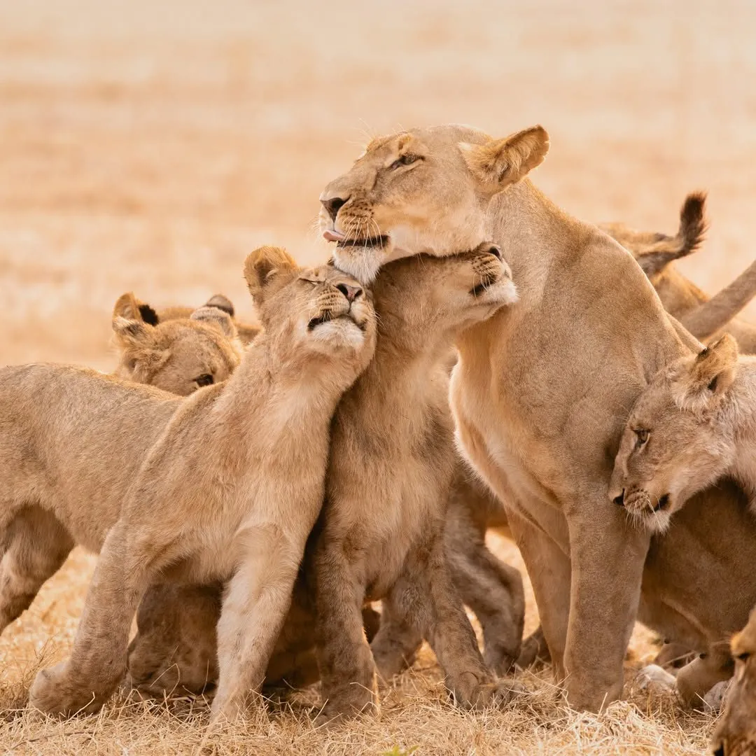 Tarami Safaris safari