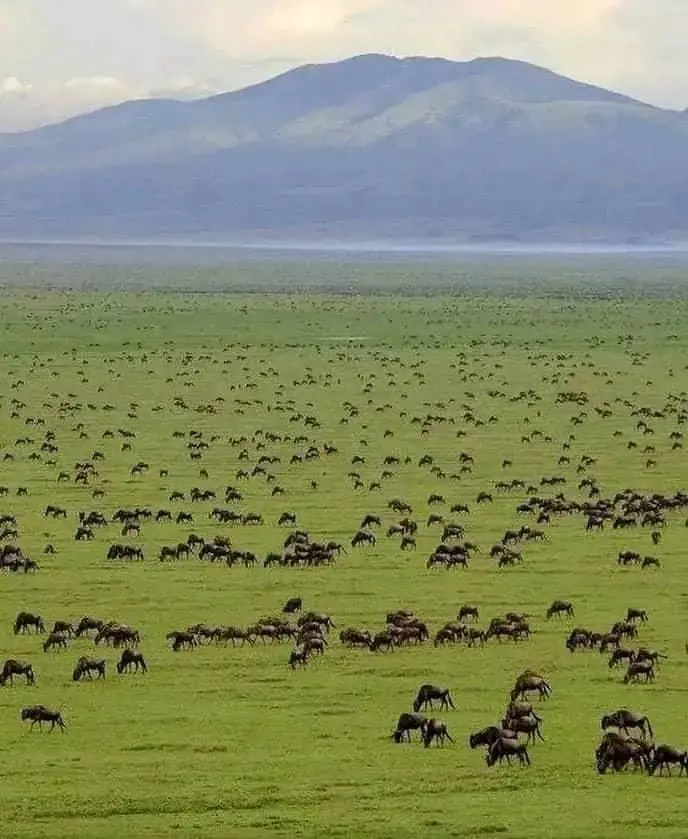 Masai Mara